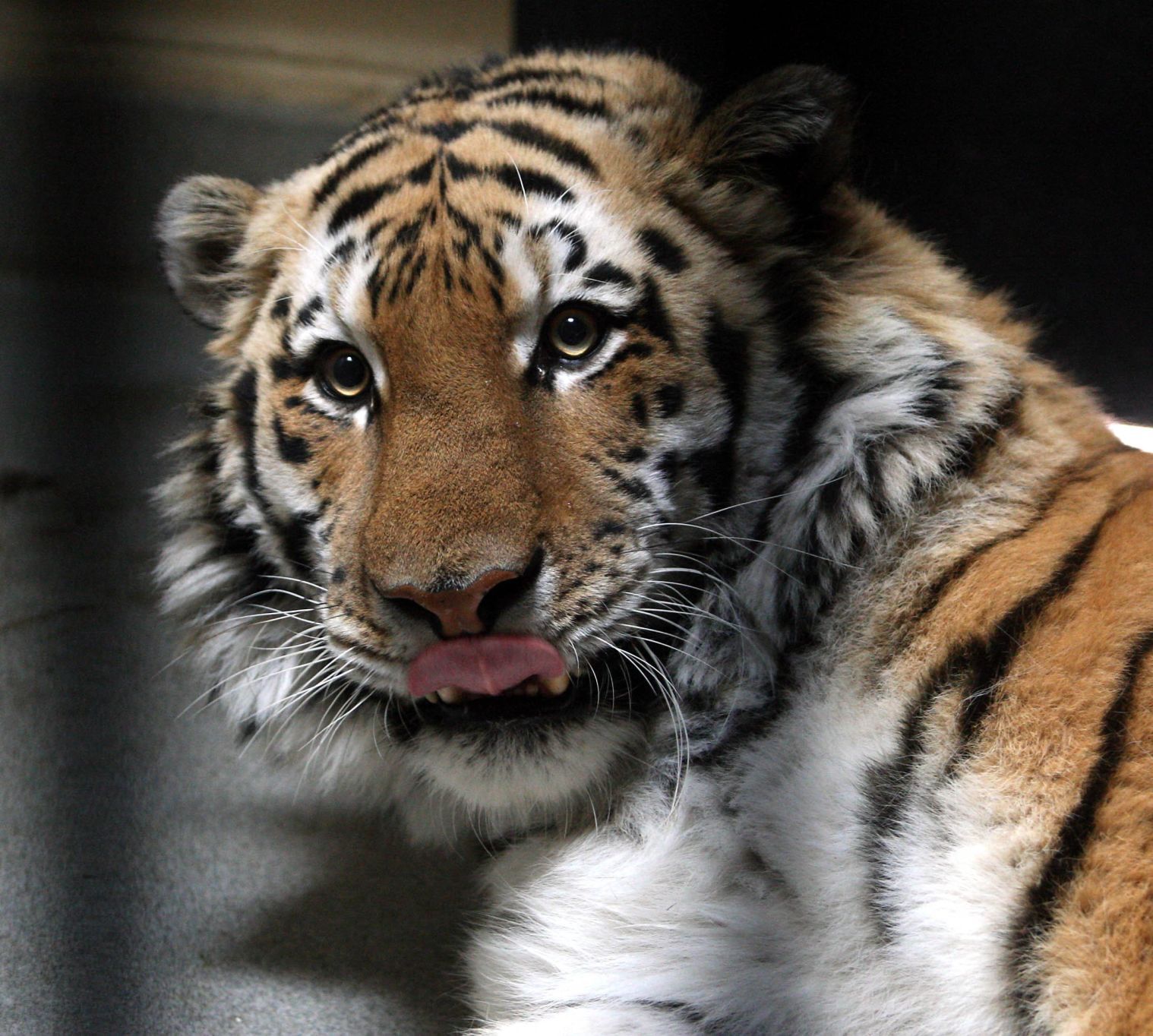 Tiger Move